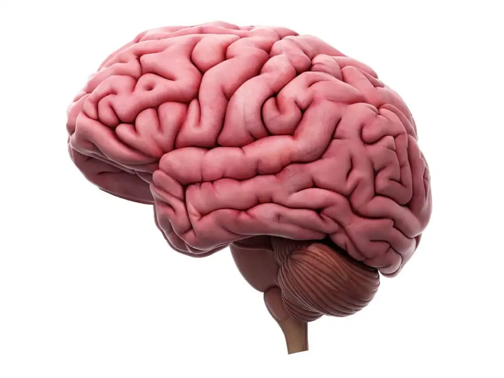 Brain
